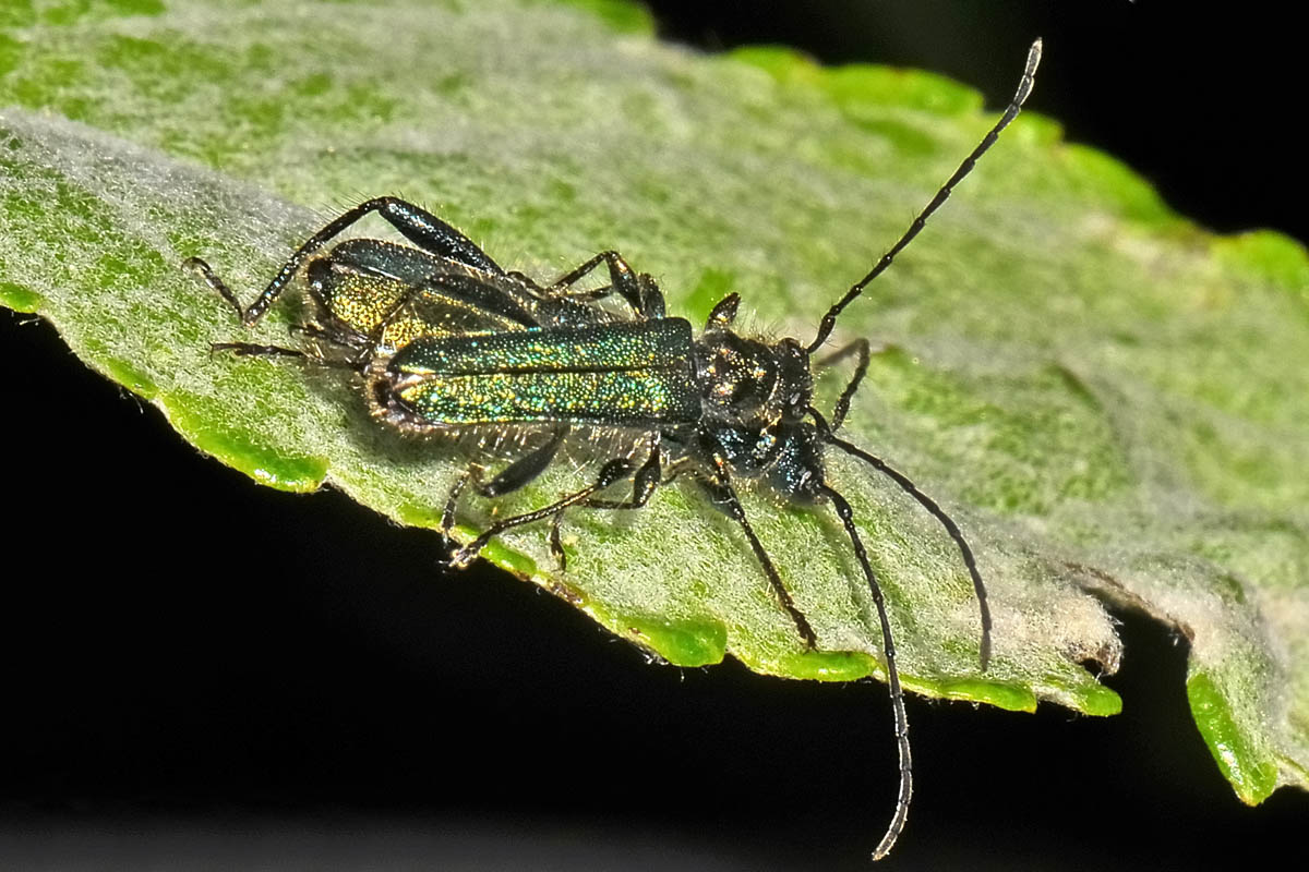 Cerambycidae:  Callimus abdominalis (e Callimus angulatus)